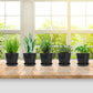 Pots for Plants, 8 Pack 4.8 inch Plastic Planters with Multiple Drainage Holes and Trays - Plant Pots for All Home Garden Flowers Succulents (White) 4inch-Black1