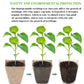30 Cells Peat Pots Seed Starter Trays 5 Packs Biodegradable Seedling Pots Germination Trays Organic Plant Starter Kit A