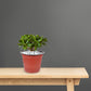 Worgeous 50 Pcs Large Plastic Planter Pots for and Plants, Garden Starter Containers