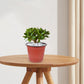 Worgeous 50 Pcs Large Plastic Planter Pots for and Plants, Garden Starter Containers