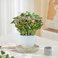 5 Pack Clear Plastic Plant Saucers Drip Trays Plant Plate Dish for Indoor Planters Flower Pots, 10 inch A
