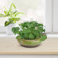 Green Ceramic Flower Pot, Hydroponic Planter for Indoor and Outdoor Garden Decor