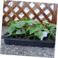 Potted greenhouse planting tray garden tray hydroponic plant startup tray micro green tray vegetable tray nursery potted