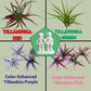 Funny Couple Air Plant Holder - Cheeky Anniversary Gift