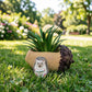 Creative Hedgehog Pinecone Resin Planter, Mini Succulent Pot for Indoor & Outdoor Garden Decor