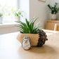 Creative Hedgehog Pinecone Resin Planter, Mini Succulent Pot for Indoor & Outdoor Garden Decor