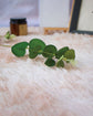 Artificial Eucalyptus Stem 33cm