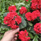 Artificial Flowers Peach Color