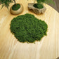 diy artificial moss lawn-Dark Green Filamentous Moss 30g