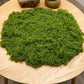 diy artificial moss lawn-Light Green Filamentous Moss 100g