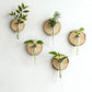 Creative Test Tube Hydroponic Vase-Set of 6