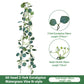 Eucalyptus Aquatic Vine - 60 Heads 2 Forks - N