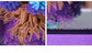 Four Seasons Tree Winter
