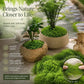 Dark Green Preserved String Moss Indoor Plant Pot Top Dressing 100g