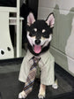 Lightweight Spring Summer Pet Shirt for Cats & Dogs, Smart Stylish Collared Outfit With Tie, Green, Size S, Back Length 24cm, Suitable for 3‑4kg Pets, Christmas Halloween Pet Fashion Gift