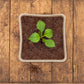 120 Pieces Biodegradable Seedling Pots, Biodegradable Pots, Biodegradable Seedling Pots for Seedlings, for Seedling Herbs, Flowers, Vegetables