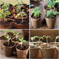 60 Piece Biodegradable Round Grow Pots with Drainage, 8 cm