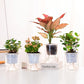 200 feet 1/4 inch Self Watering Capillary Wick Cord Vacation Plant Sitter DIY Hydroponic Wicking Rope Seeds Start Planter Pot Automatic Potted Flower Passive Lazy Waterer String System Device