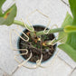 Gold Indoor Plant Stand for Climbing Plants - Plant Support Holder