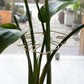 Gold Indoor Plant Stand for Climbing Plants - Plant Support Holder