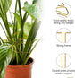 2 Pack Gold Plant Supports Indoor Outdoor Plant Stakes Clips Plant Stand for Plant Support
