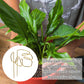 2 Pack Gold Plant Supports Indoor Outdoor Plant Stakes Clips Plant Stand for Plant Support