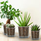 20-Pack Clear Plant Pots with Trays 4/5/6/7 Inch for Succulents Orchids Cuttings