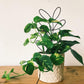 Plant Support Metal Leaf Shaped Plant Climbing Trellis 32x13 cm 2 Pack for Potted Plants