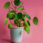 Plant Support Metal Leaf Shaped Plant Climbing Trellis 32x13 cm 2 Pack for Potted Plants