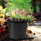 5 Gallon 12 Inch Plastic Nursery Pots, Plant Containers with Drainage Holes, Round Sturdy Garden Planters for Indoor/Outdoor Greenery, Gardening Gifts for Women (5-Pack, Black)