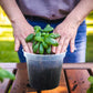 36 Pack 4/5/6/7 Inch Clear Nursery Pots for Plants, Plant Pots with Drainage Holes, Transparent Seedling Pots for Seed Starters Planter Flower