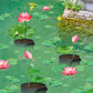 12 Pack Aquatic Plant Pots for Pond, Reusable Fabric Aquatic Plant Pots, Breathable Pond Plant Basket Grow Bags with Handles for Aquatic Plants, Bog Plant, Water Lily, Lotus, Flower (1 Gallon)