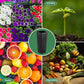 50 Pcs 12" Tall Tree Pots Plastic Deep Nursery Pots Tall Nursery Tree Pots Plant Deep Seedling Pots, Flower Plant Container Pots with 3 Pcs Garden Tools for Indoor Outdoor Use