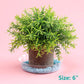 20 Pack 6 Inch Plant Saucers Clear Plastic Plant Saucer Drip Trays Small Plant Plate Dish for Indoor Flower Pots and Planters, Bulk