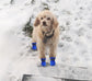 Petluno Antislip, dog boots, paw protection, these comfortable dog boots with soft soles are equipped with reflective straps (6, blue) Blue 6