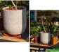 24pcs Plant Pot Feet, Invisible Flower Pot Risers, Non-Slip Pot Toes Supports for Indoor Outdoor Gardening Plant Container Small to Large Flower Planters