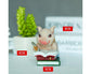 Lovely Moving Brick Reading Book Pig Ornament Home Desktop Decor Resin Craft-5