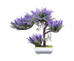 Vibrant Bonsai Plant-Purple
