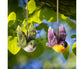1 Set Decorative Resin Birds Pendant - Multicolor