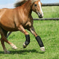Rubber Horse Leg Wraps – Impact-Resistant & Breathable Leg Guards