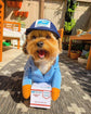 Pet Halloween Costume Small Medium Dog Cat Express Pack Sky Blue S (Bust 40-50cm)