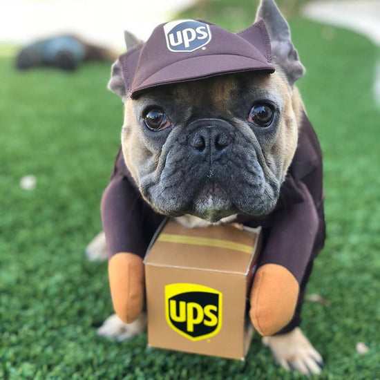 Pet Halloween Costume Shine Small Medium Dog Cat Brown UPS in express packaging S (Chest 40-50cm)