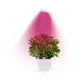 Full Spectrum LED Plant Grow Light with Telescopic Stand, Angel Ring Design, Dimmable Timer & Multi-Mode for Indoor Potted Plants, Succulents, and Home Desktop Decor (3PCS, Warm White Light (Black+Black Base))