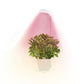 Full Spectrum LED Plant Grow Light with Telescopic Stand, Angel Ring Design, Dimmable Timer & Multi-Mode for Indoor Potted Plants, Succulents, and Home Desktop Decor (3PCS, Red Blue Warm Light （White+Clear Base）)