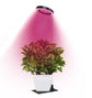 Full Spectrum LED Plant Grow Light with Telescopic Stand, Angel Ring Design, Dimmable Timer & Multi-Mode for Indoor Potted Plants, Succulents, and Home Desktop Decor (3PCS, Red Blue Warm Light （White+Clear Base）)
