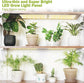 Indoor Full Spectrum LED Plant Grow Light Panel with Smart Timer – Adjustable Brightness, 3 Lighting Modes, and Auto On/Off for Seedlings, Succulents, Herbs, and Potted Plants in Shelves, Racks, or Cabinets (30×8 Triple Heads + Adapter)