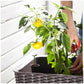Dark Brown Easy Grow Planter Bed Brown with Water Gauge and Drainage System