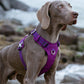 Lightweight Harness Purple S