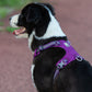 Lightweight 3M reflective Harness Purple 2XS