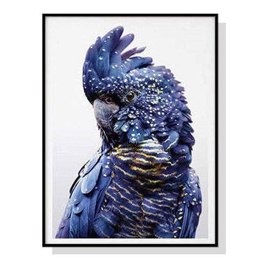 Wall Art 70cmx100cm Black Cockatoo A Black Frame Canvas